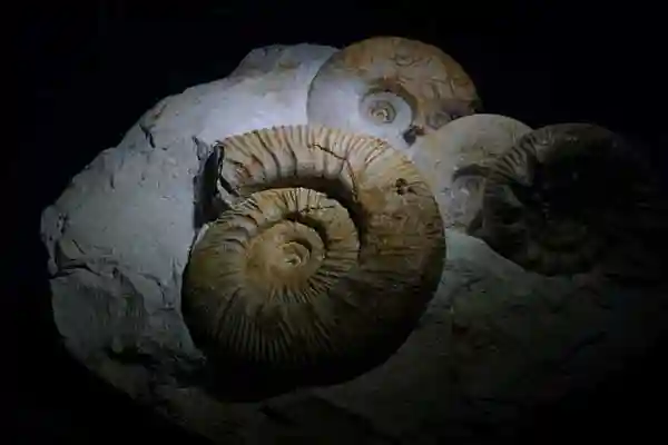 Versteinertes Fossil