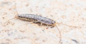 Silberfische bekämpfen