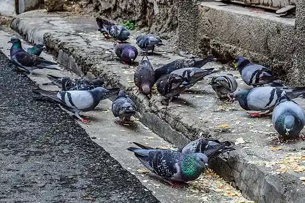Tauben auf Treppen