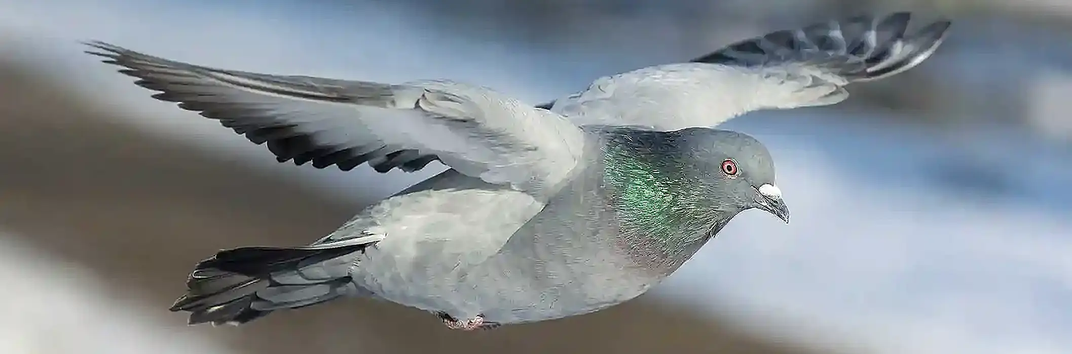 Eine Taube im Flug - Taubenabwehr