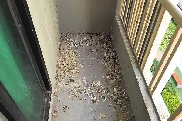 Taubenkot auf dem Balkon