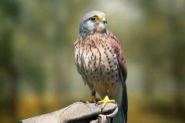 Turmfalke gegen Tauben