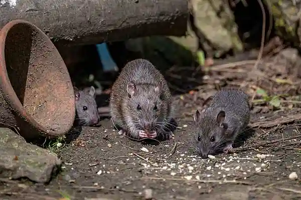 Wanderratten im Garten